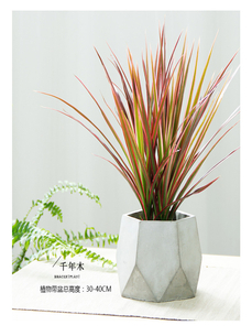 宁波花卉租摆价格><div class=